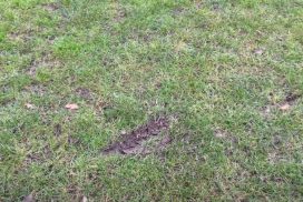 Speelschade_Fieldmanager_AdvantaSeeds