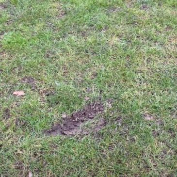 Speelschade_Fieldmanager_AdvantaSeeds