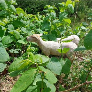 Schapen_JapanseDuizendknoop_WaterschapdeDommel