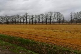 Oranje akker door glyfosaat bespuiting