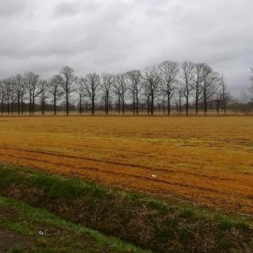 Oranje akker door glyfosaat bespuiting