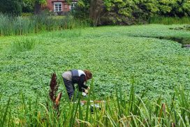 STOWA20250917-uitzetten-snuitkever