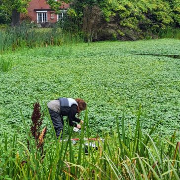 STOWA20250917-uitzetten-snuitkever