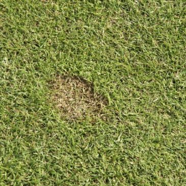 Schimmelopdegolfbaan_Greenkeeper