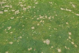 Schimmelziekten_gras_Greenkeeper
