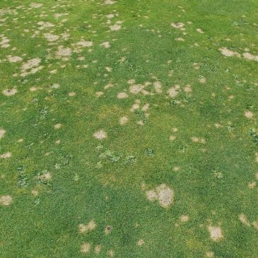 Schimmelziekten_gras_Greenkeeper