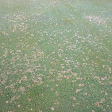 Dollarspot_Greenkeeper