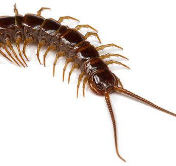 duizendpoot_Bodemdierendagen