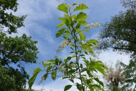 tak bloeiende amerikaanse vogelkers, prunus serotina, tegen een blauwe lucht