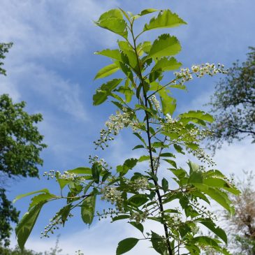 tak bloeiende amerikaanse vogelkers, prunus serotina, tegen een blauwe lucht