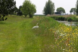 Bloemenstrookmetzwaan