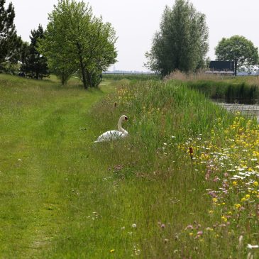 Bloemenstrookmetzwaan