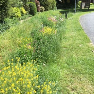 BloemrijkeBerm_Hoogkeppel