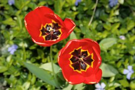 Tulpen