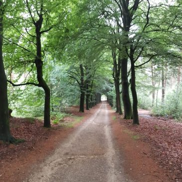 CLMLandschap-277-Beukenlaan_Salland