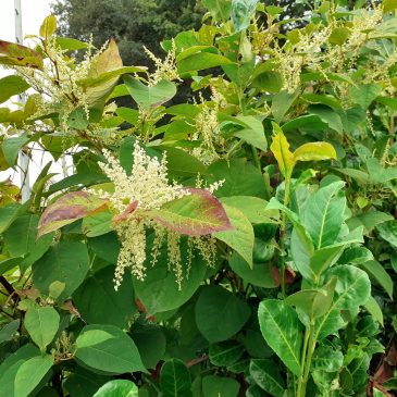 Duizendknoop bloei (foto Probos)