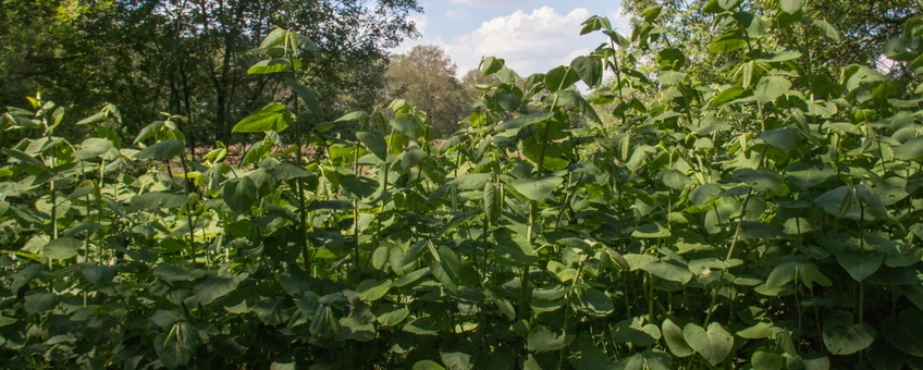 Duizendknoop_NatureToday