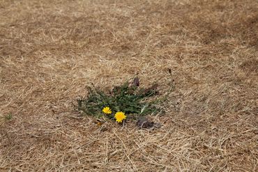 GewoonBiggenkruid_StefvanWalsum