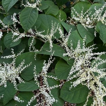 JapanseDuizendknoop_OmropFryslan