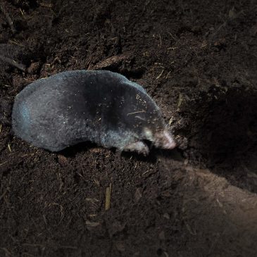 Mol_OnderhetMaaiveld