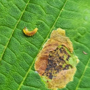 Paardekastanjemineermot_SilviaHellingman