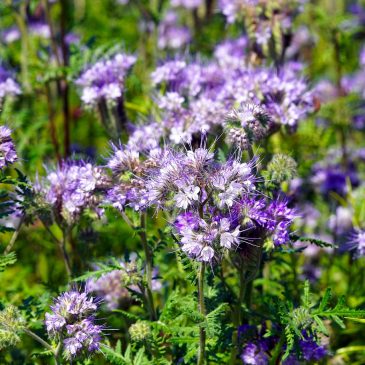 Phacelia