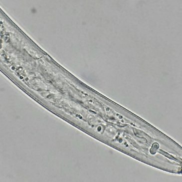 PratylechnusNeglectus