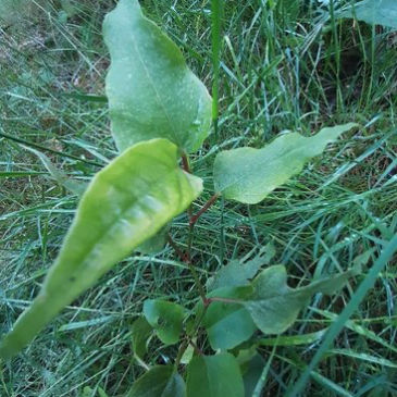 Fallopia × conollyanaplant aangetroffen bij een berminventarisatie langs de N310 ter hoogte van Elspeet (Bron: De Groene Ruimte)