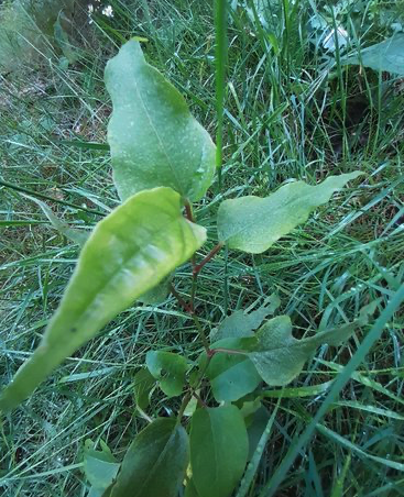 Fallopia × conollyanaplant aangetroffen bij een berminventarisatie langs de N310 ter hoogte van Elspeet (Bron: De Groene Ruimte)