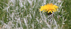 Paardenbloem in sportveld