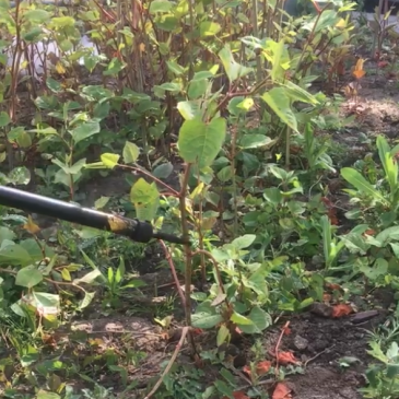 BestrijdingJapanseDuizenknoop_Hoogspanning_HeijmansDienstverlening