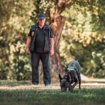 Hondeninstructeur Jan Reuvekamp heeft een van zijn honden getraind in het opsporen van duizendknoop. Foto: Jan Reuvekamp