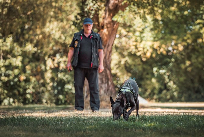 Hondeninstructeur Jan Reuvekamp heeft een van zijn honden getraind in het opsporen van duizendknoop. Foto: Jan Reuvekamp