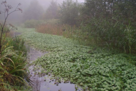 Grote waternavelbestrijding - Plaagsoorten.nl