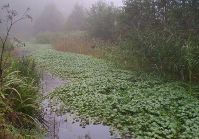 Grote waternavelbestrijding - Plaagsoorten.nl
