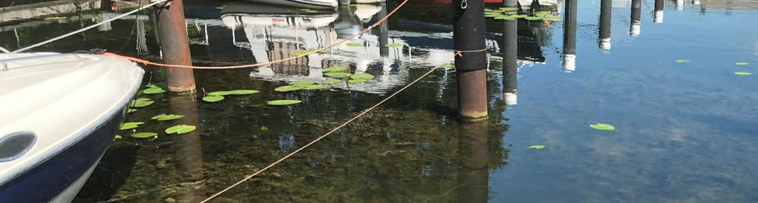 Cabomba_WaterschapRivierenland