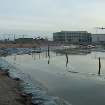 Zoutwaterbassin_JapanseDuizendknoop_OmroepZeeland