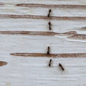 Plaagmieren_Jinze Noordijk