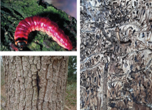 Ziekten_Plagen_Cursusdag_Probos