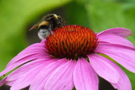 Hommel_Zonnehoed_IVNGelderland