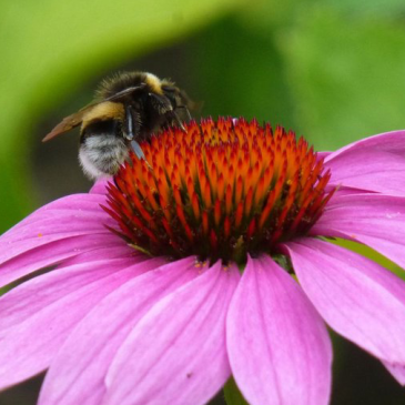 Hommel_Zonnehoed_IVNGelderland