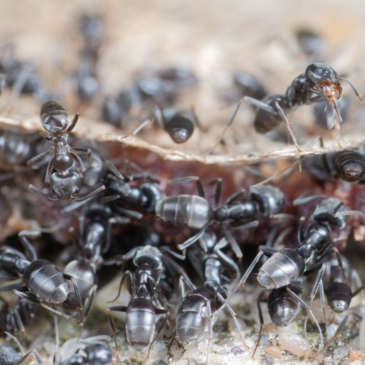 Het Mediterraan draaigatje (Bron: Jitte Groothuis)