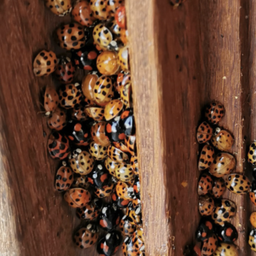 AziatischeLieveheersbeestjes_VILT