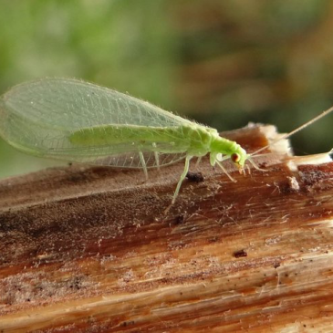 Gaasvlieg_TinekeCramer