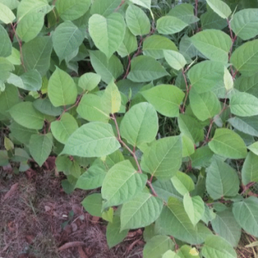 JapanseDuizendknoop_VKB_VVMA