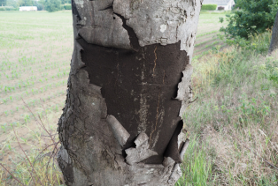 VBNE_Roetschorsschimmel