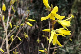 Forsythia_NatureToday
