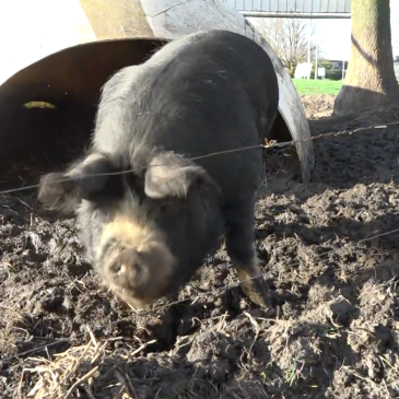 Akkervarkens_Stadskanaal