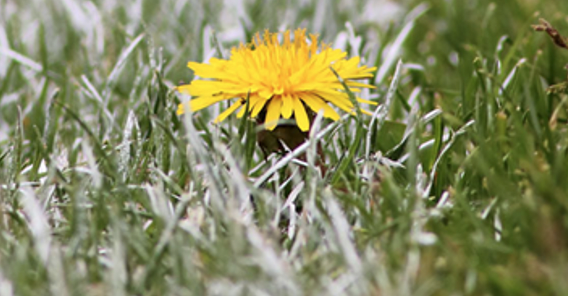 Paardenbloem_sportveld