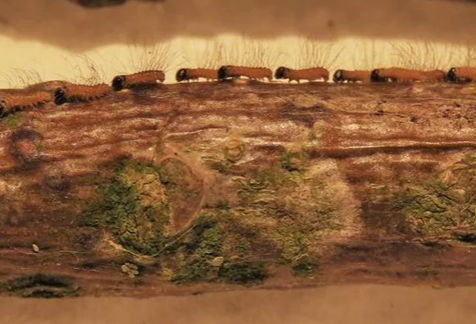 Eikenprocessierups_NatureToday